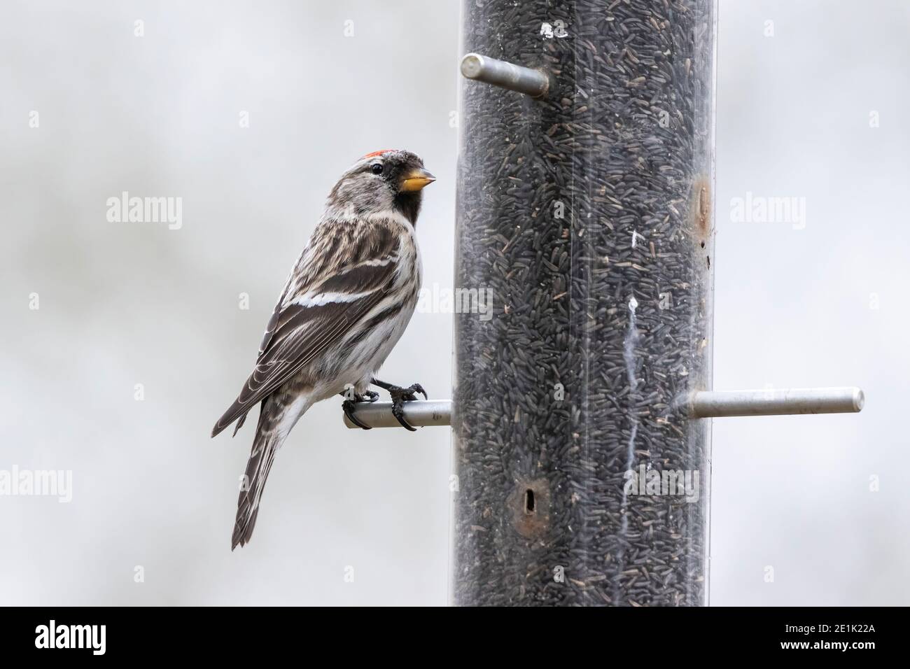 Arctic Redpoll, uccello singolo arroccato sull'alimentatore di uccelli, Norfolk, Regno Unito, 21 febbraio 2019 Foto Stock