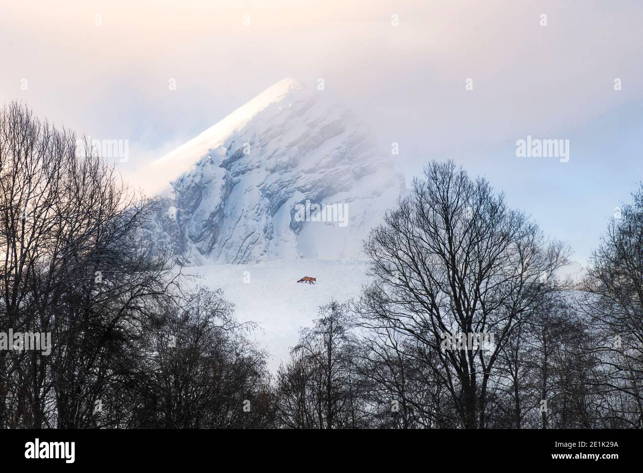 Volpe rossa selvaggia nella natura selvaggia sulla radura nevosa dentro fronte di montagna Foto Stock