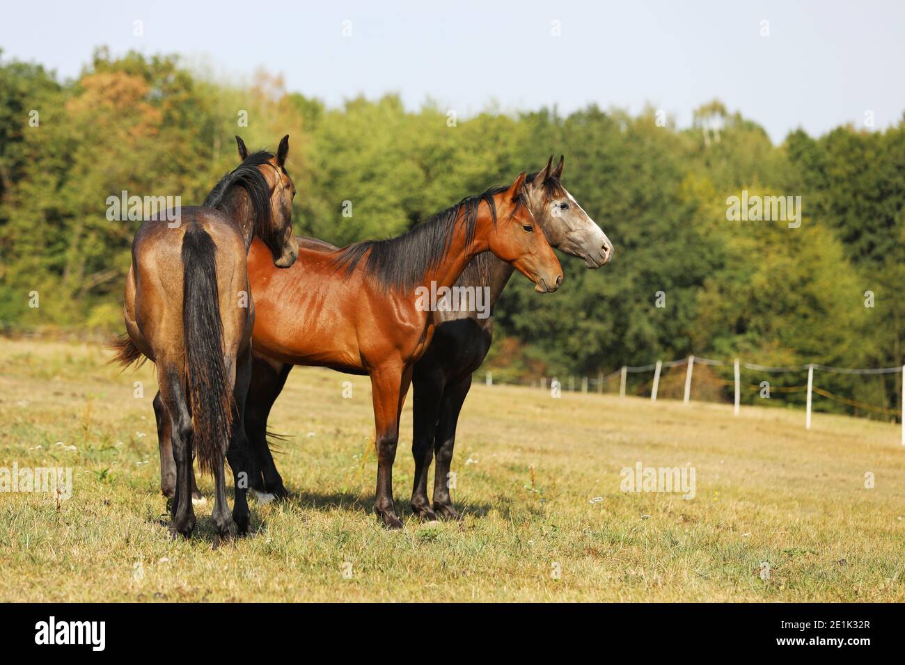 Tre nemici di un anno di cavalli sportivi. Allevamento per showjumping Foto Stock