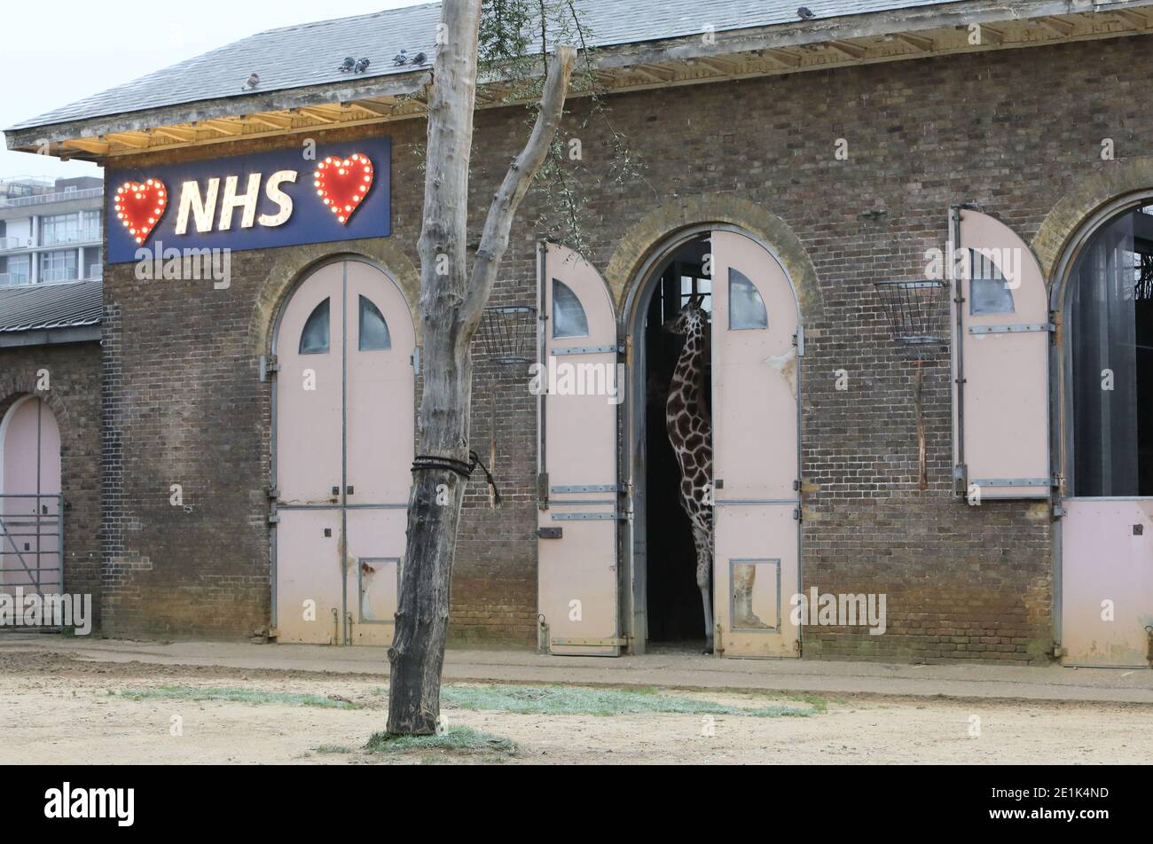 Lo Zoo di Londra è chiuso nel terzo blocco del coronavirus, nel gennaio 2021 Foto Stock
