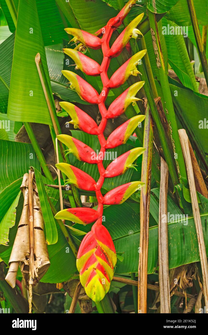 Stabilimento di Heliconia nella foresta pluviale vicino a Iquitos, Perù Foto Stock