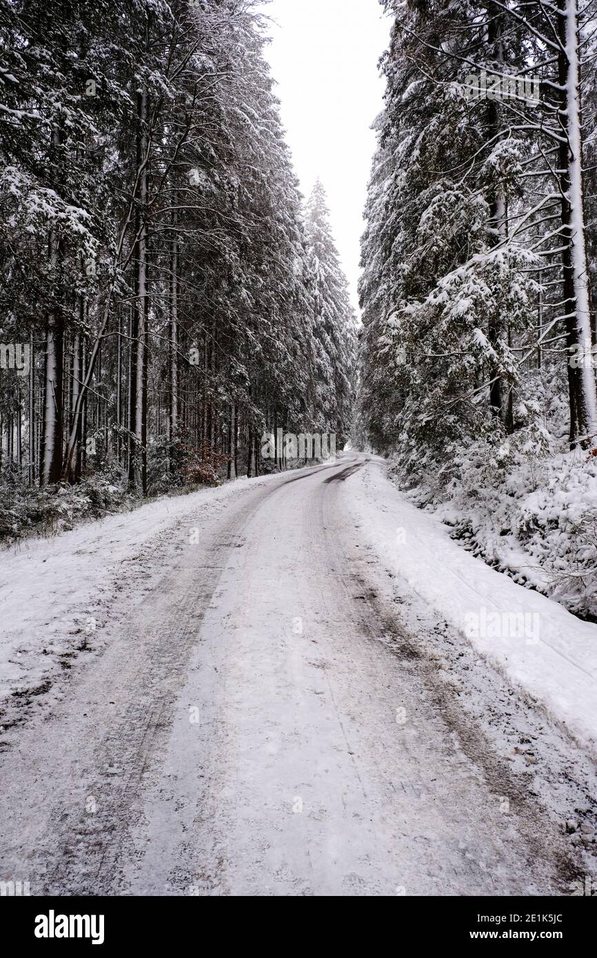 Percorso nella foresta attraverso neve e nebbia. Luce bianca, visibilità limitata. Nessuno Foto Stock