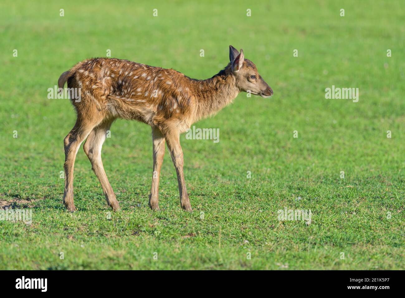 Cervo rosso, Cervus elaphus, pegno d'estate Foto Stock