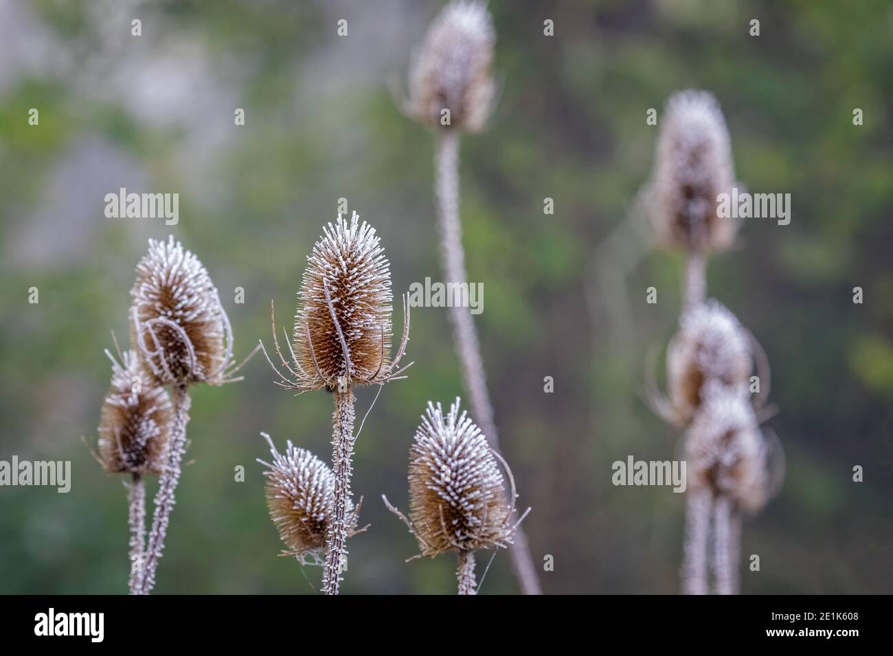 Primo piano di teste di fiori di teasel con brina pesante sopra loro Foto Stock