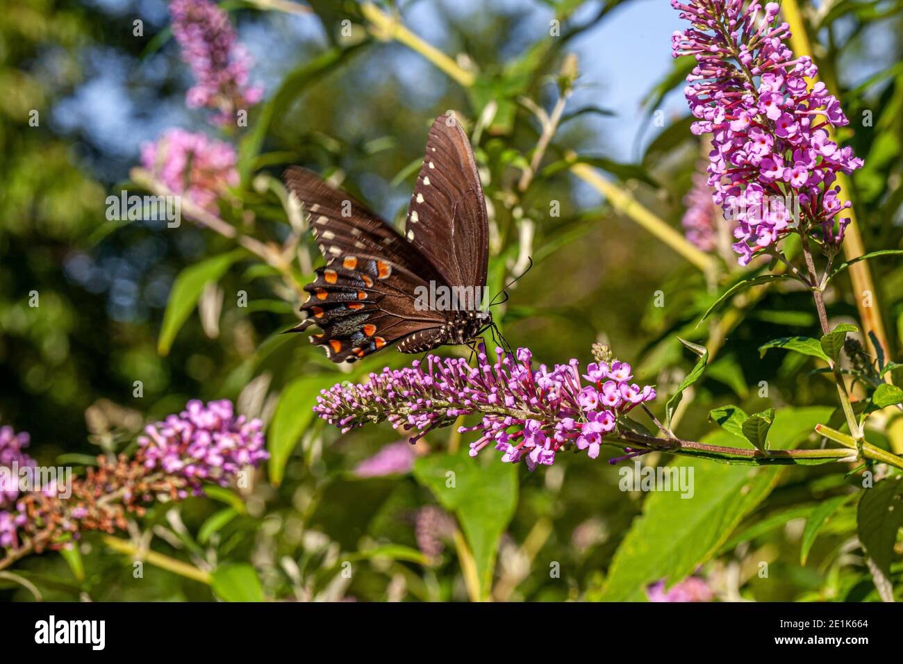 Papilio polyxenes, il nero orientale a coda di rondine, Americano a coda di rondine o pastinaca a coda di rondine Foto Stock