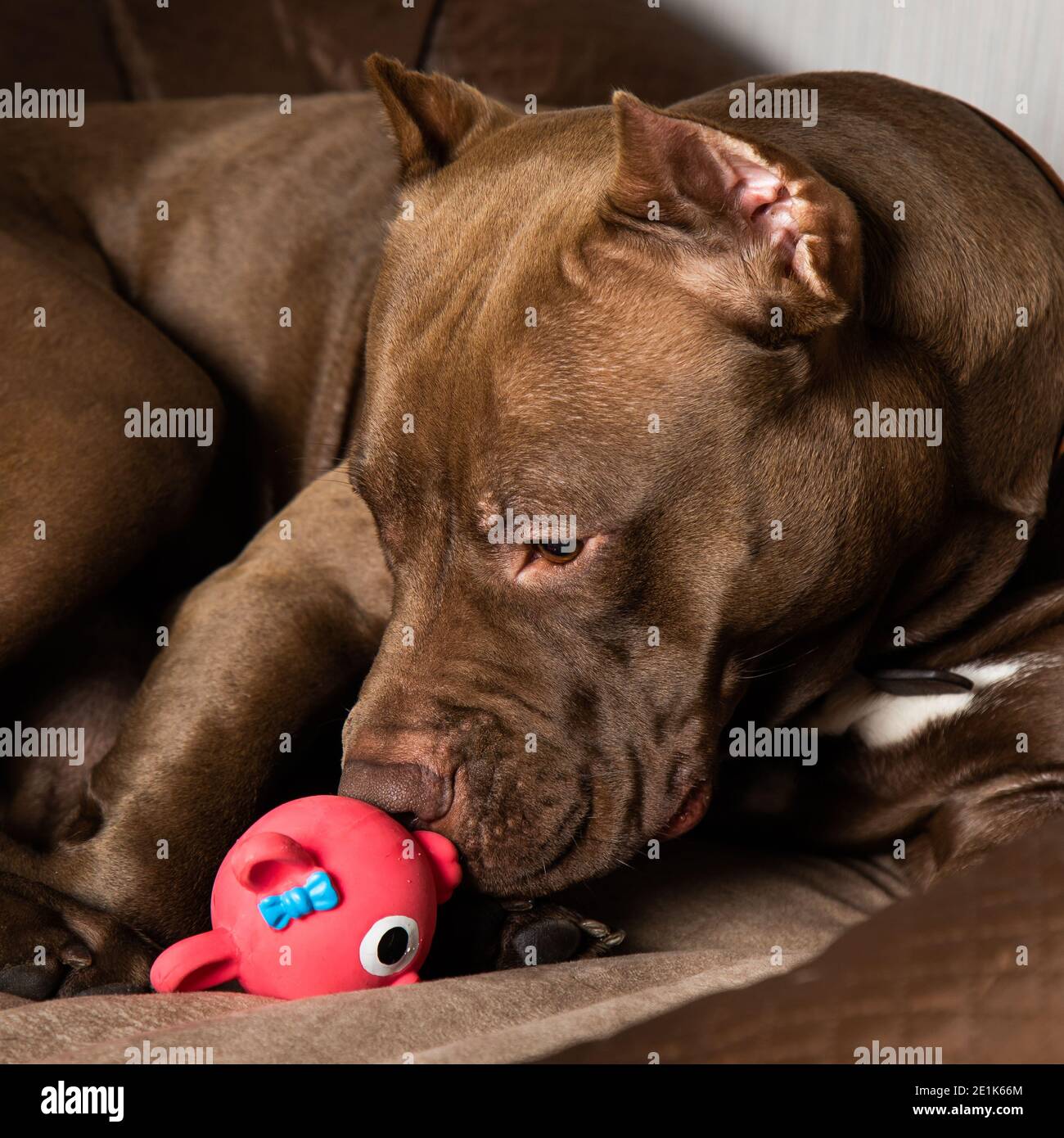 il pitbull di cioccolato giace con un giocattolo Foto Stock