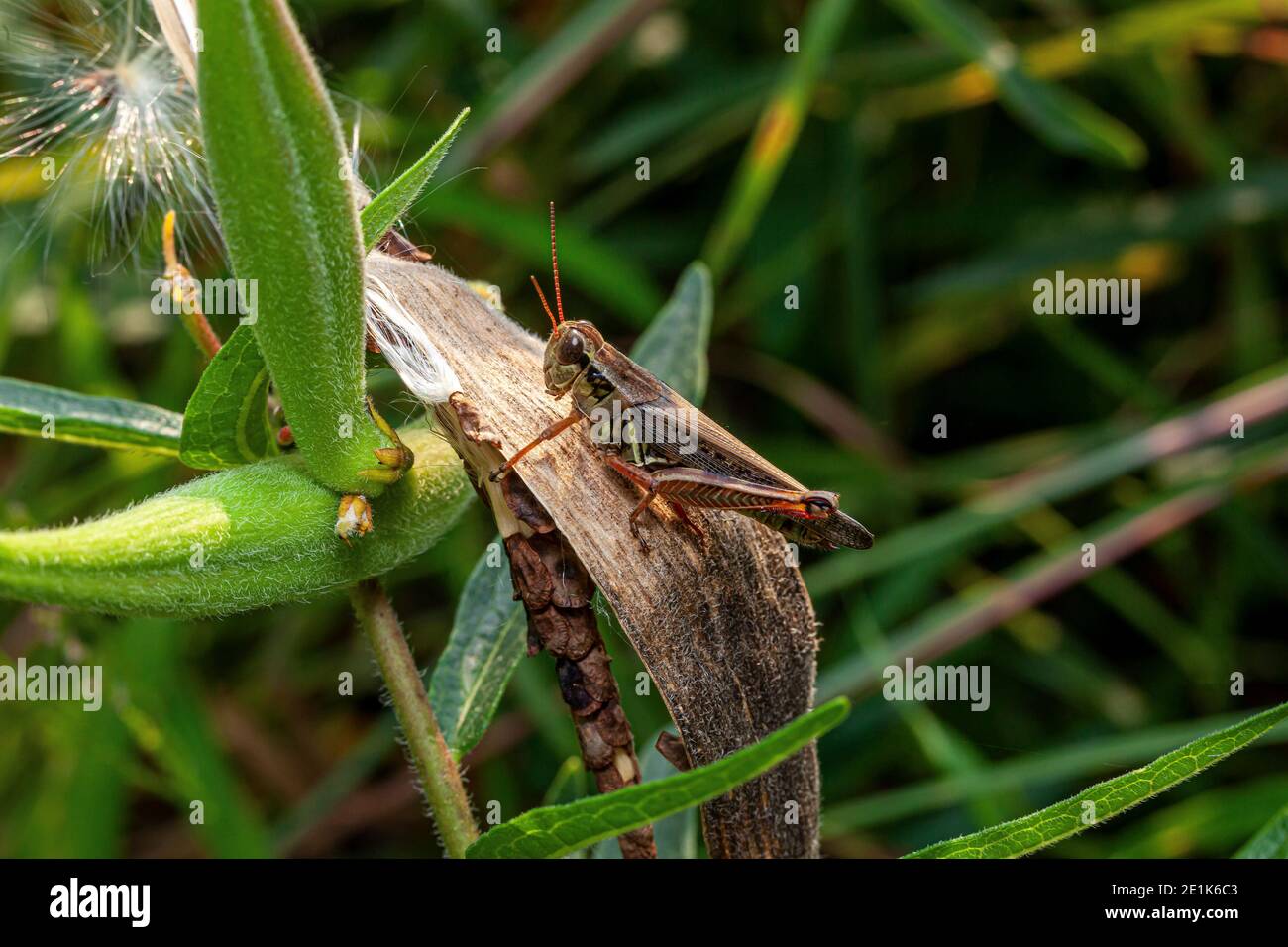 Le cavallette sono un gruppo di insetti appartenenti al sottoordine Caelifera. Foto Stock