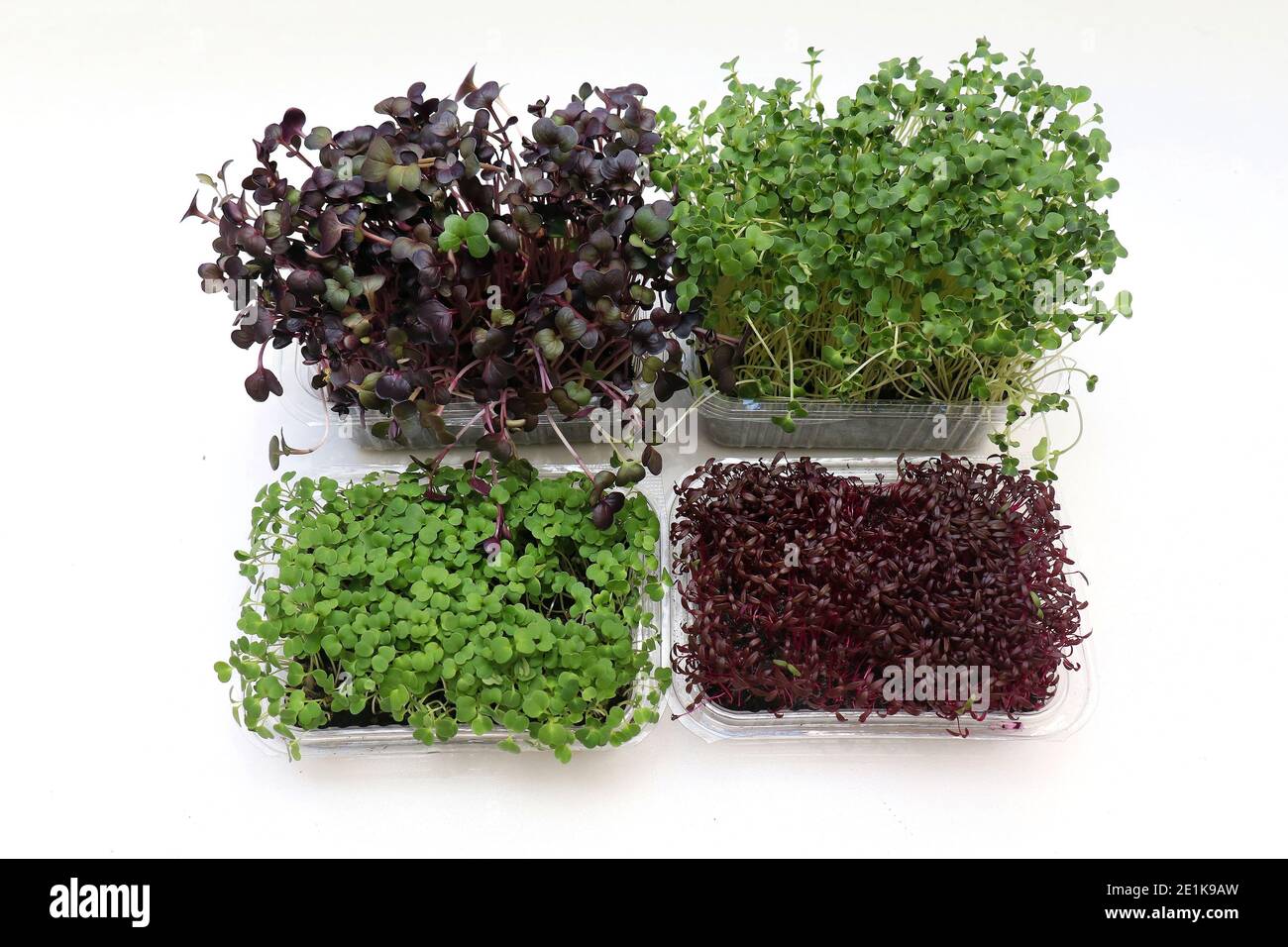 Piante di germogli di microsverde sano isolate su sfondo bianco Foto Stock