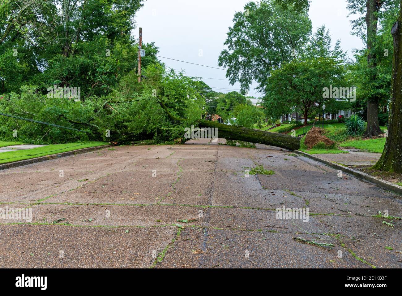 Albero caduto da danni da tempesta, bloccando una strada di quartiere Foto Stock