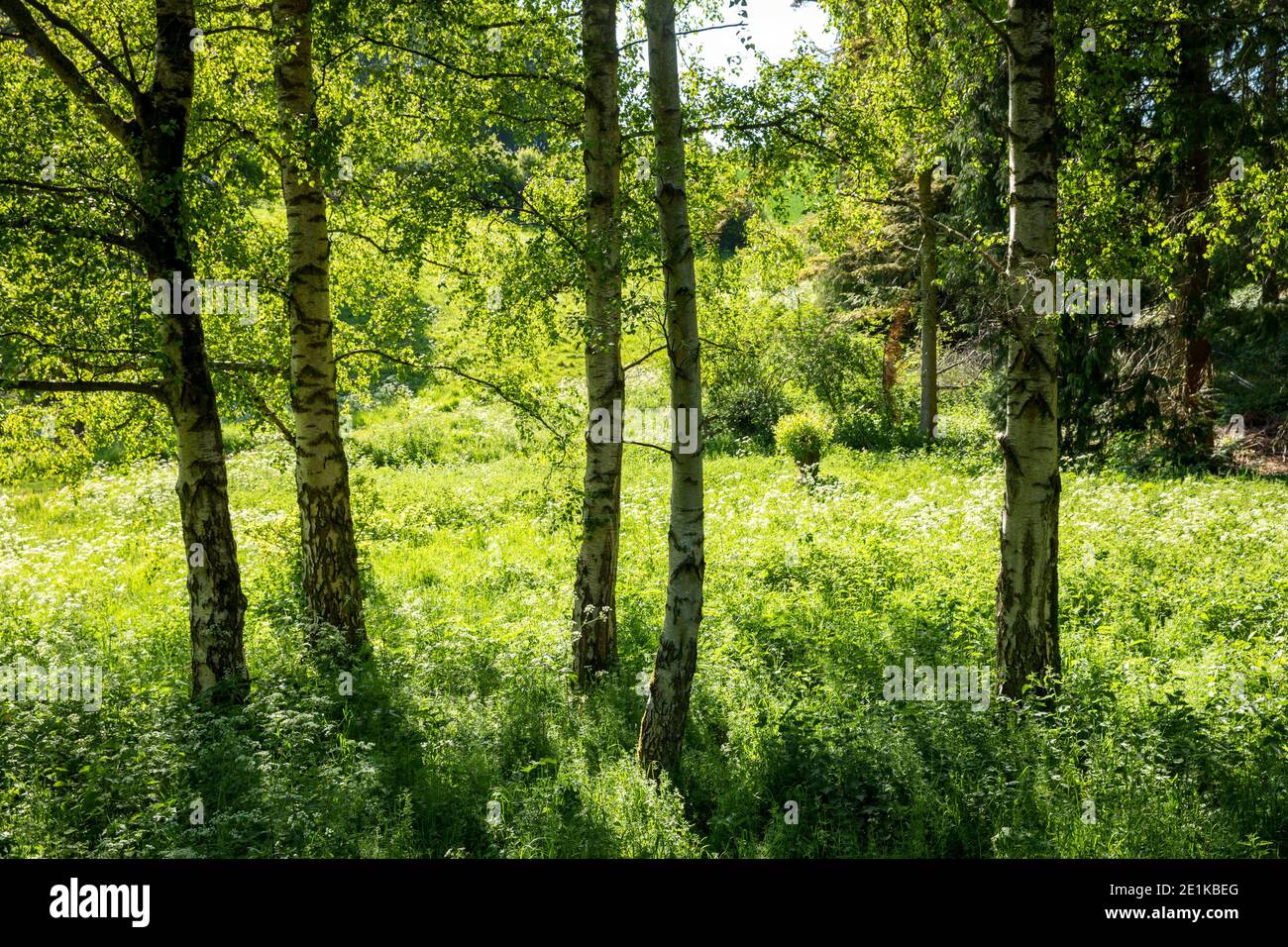 Luce del sole attraverso una serie di alberi di betulla d'argento, pendola di Betula e prezzemolo di mucca a Swinbrook nel Cotswolds in Oxfordshire, Regno Unito Foto Stock