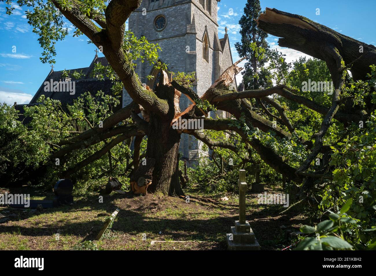 Danneggiato l'antico albero di quercia inglese caduto, Quercus, nel cortile di una chiesa parrocchiale tradizionale dopo un periodo di tempesta vento nella Grande Londra, Foto Stock