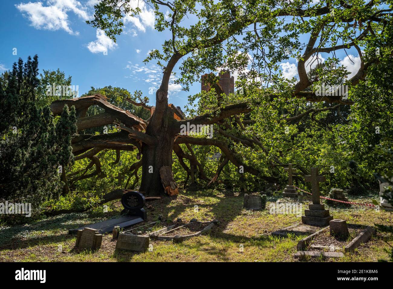 Danneggiato l'antico albero di quercia inglese caduto, Quercus, nel cortile di una chiesa parrocchiale tradizionale dopo un periodo di tempesta vento nella Grande Londra, Foto Stock