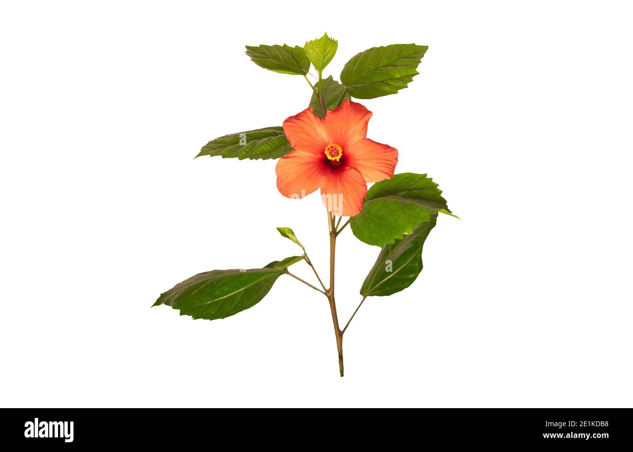 Ibisco rosso in fiore isolato su sfondo bianco Foto Stock