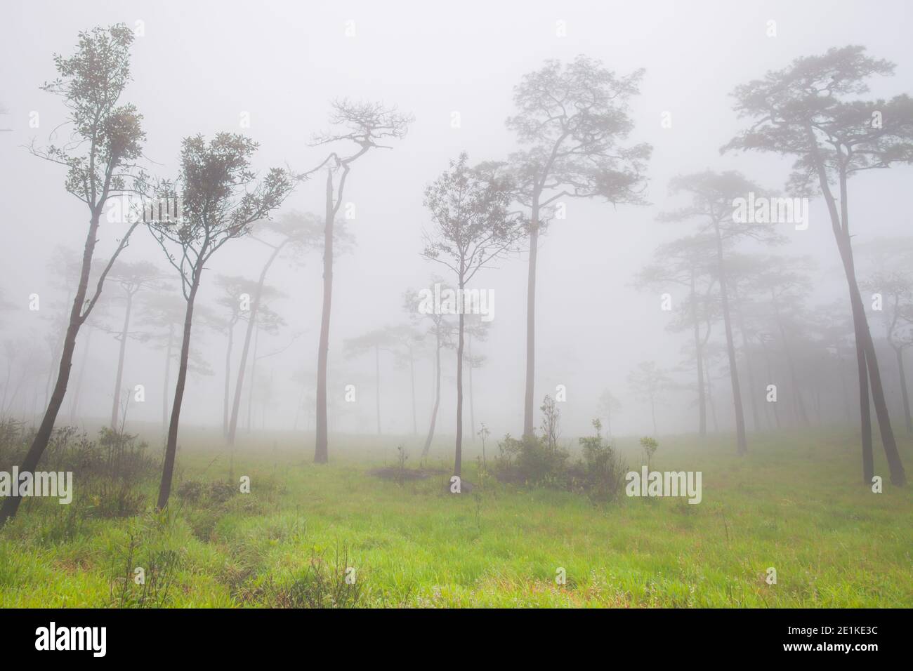 foresta con nebbia alla stagione piovosa in tropicana Foto Stock