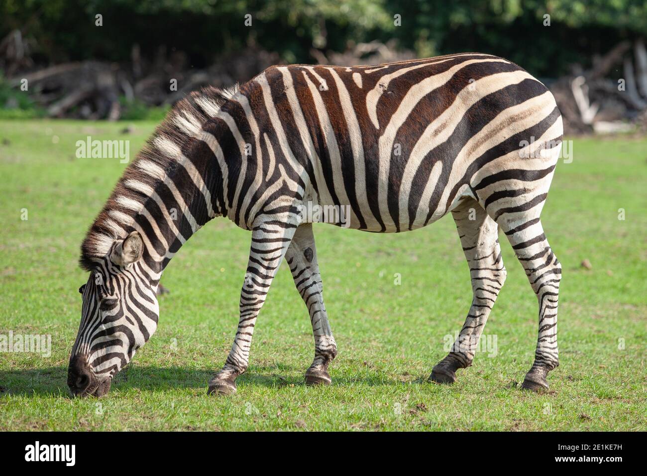 Zebra sta mangiando erba verde. Foto Stock
