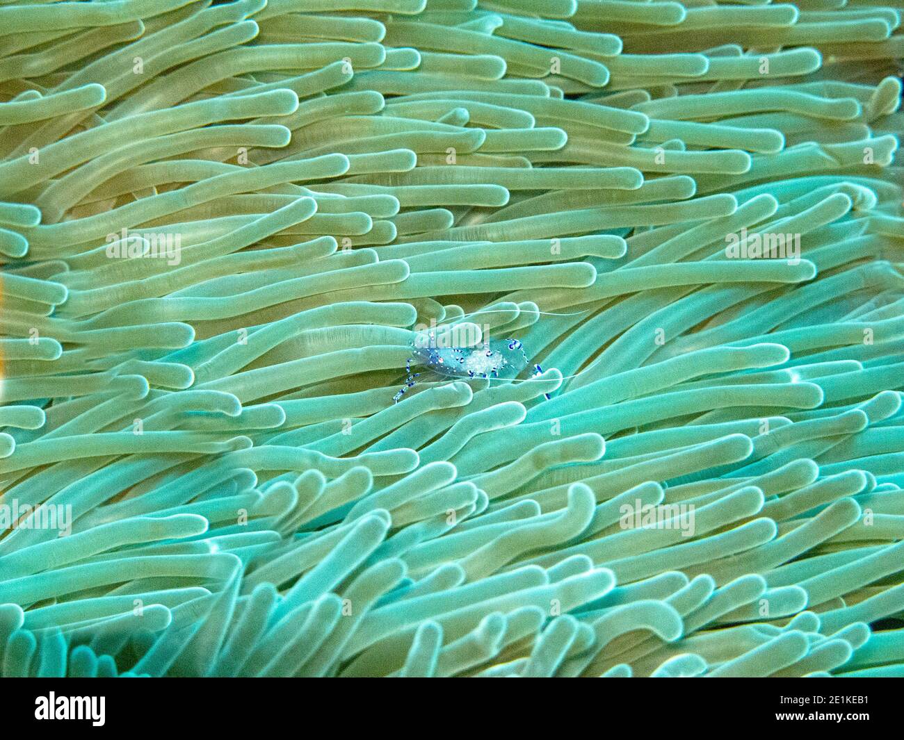 Aggraziato Anemone (gamberi Ancylomenes venustus) all'interno dell'anemone del mare Foto Stock