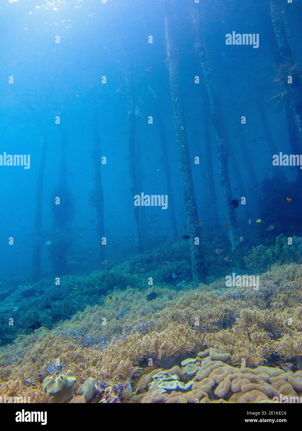 Mondo di paesaggio subacqueo della barriera corallina attraverso i posti di jetty in legno sottomarino nel villaggio di Yembuba in Raja Ampat. Foto Stock