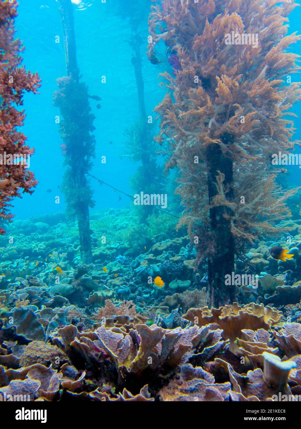 Mondo di paesaggio subacqueo della barriera corallina attraverso i posti di jetty in legno sottomarino nel villaggio di Yembuba in Raja Ampat. Foto Stock