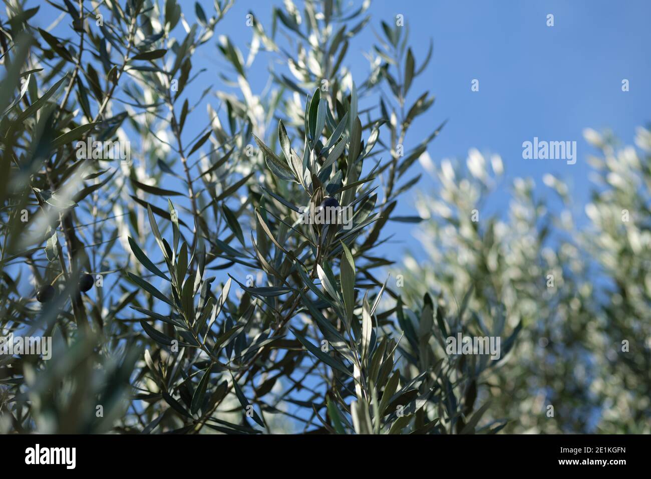 Rametto di olivo e albero contro cielo blu, pronto per la raccolta Foto Stock