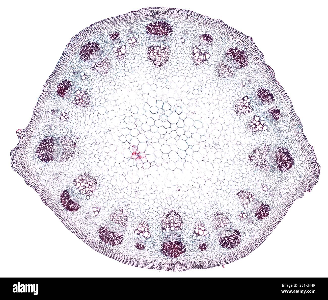 sezione trasversale tagliata sotto il microscopio – vista microscopica di cellule di pianta per l'educazione botanica Foto Stock