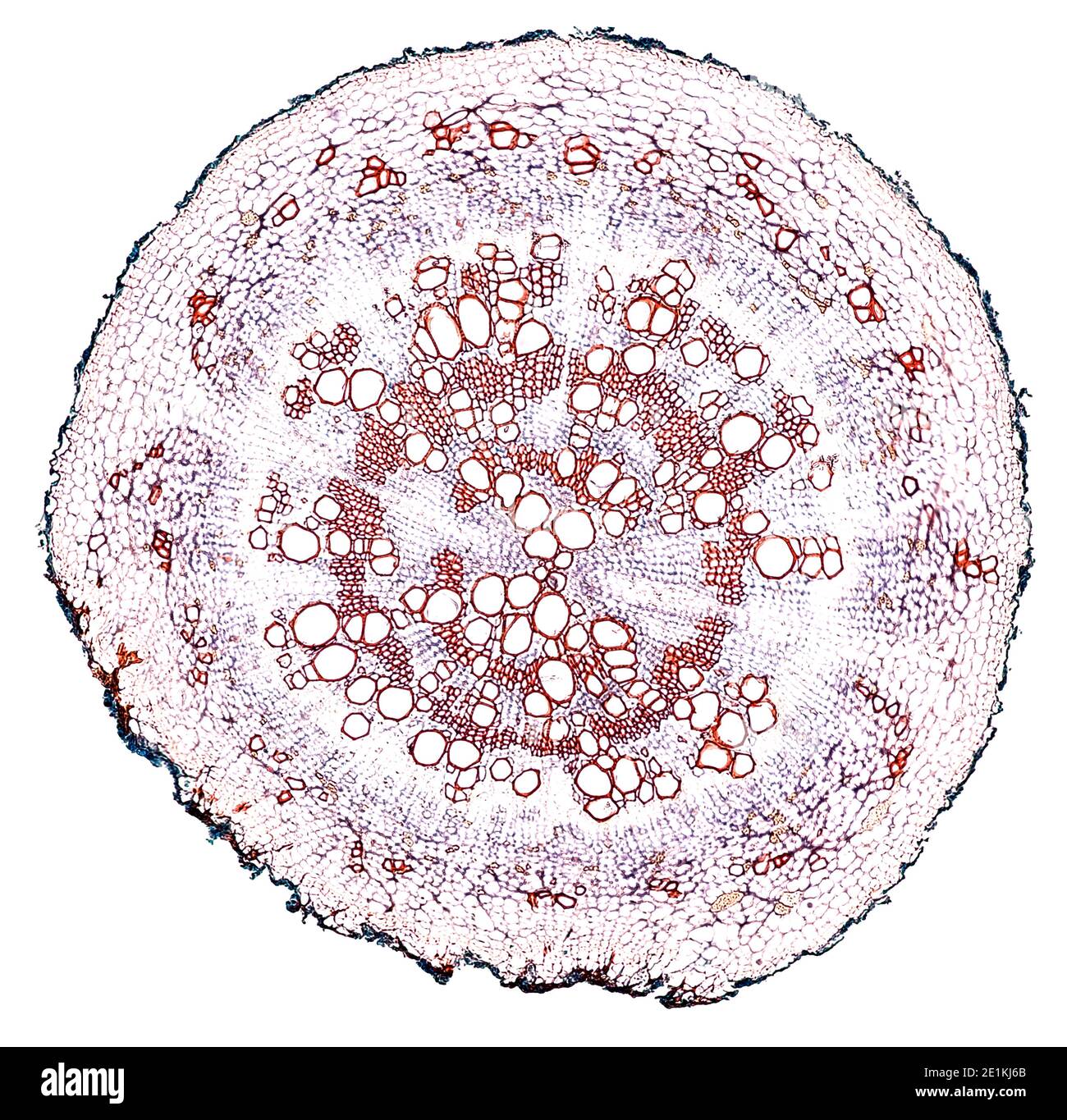 sezione trasversale tagliata sotto il microscopio – vista microscopica di cellule di pianta per l'educazione botanica Foto Stock