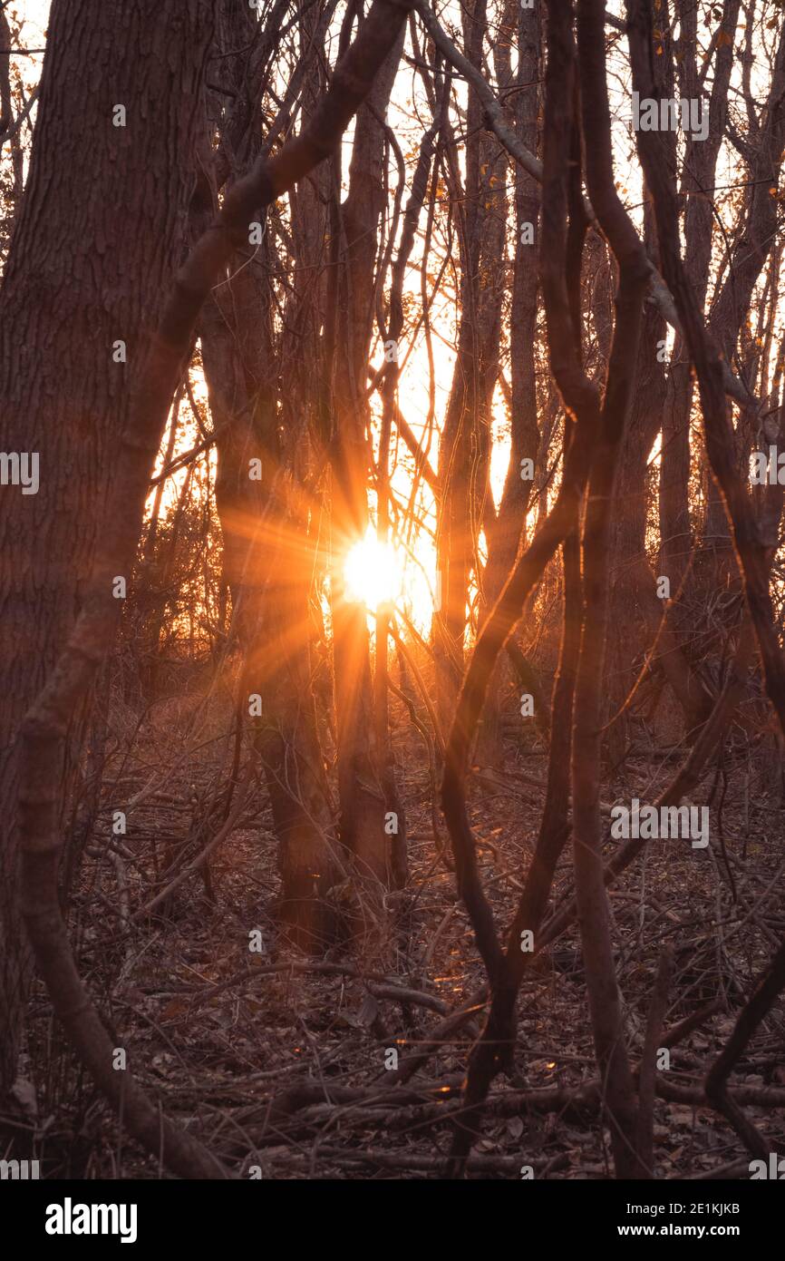 Bella foresta marrone boscosa Terra con luce di sole Burst Shinning Foto Stock