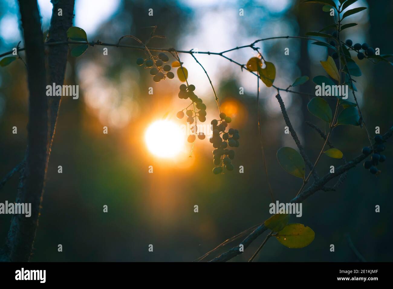 Bella Tramonto dietro l'uva naturale che cresce nella natura selvaggia Foto Stock