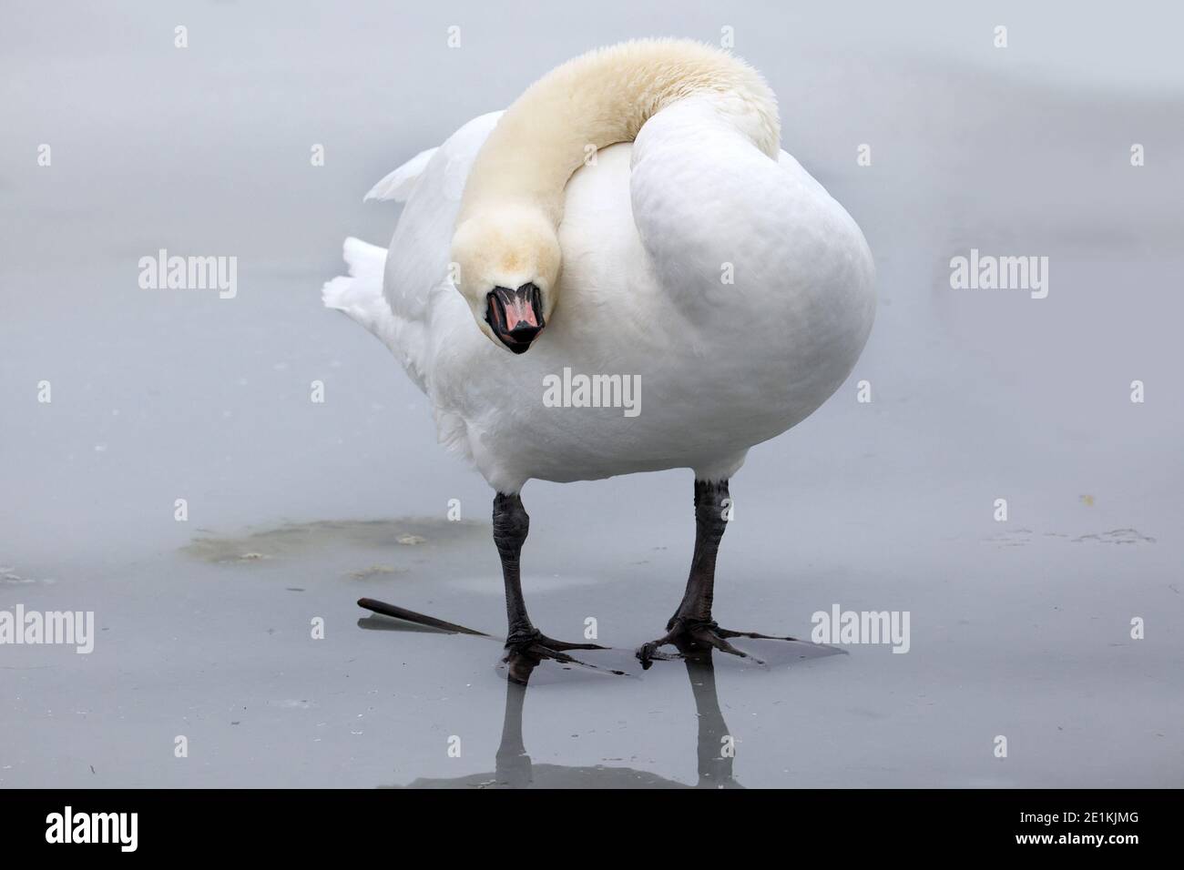 Mute Swans in inverno in lago ghiacciato Foto Stock