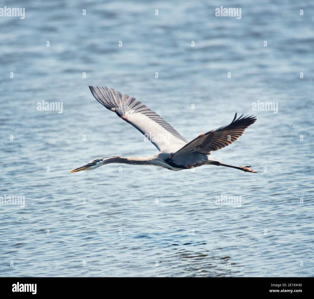 Grande Blue Heron in volo nella zona umida della Florida Foto Stock