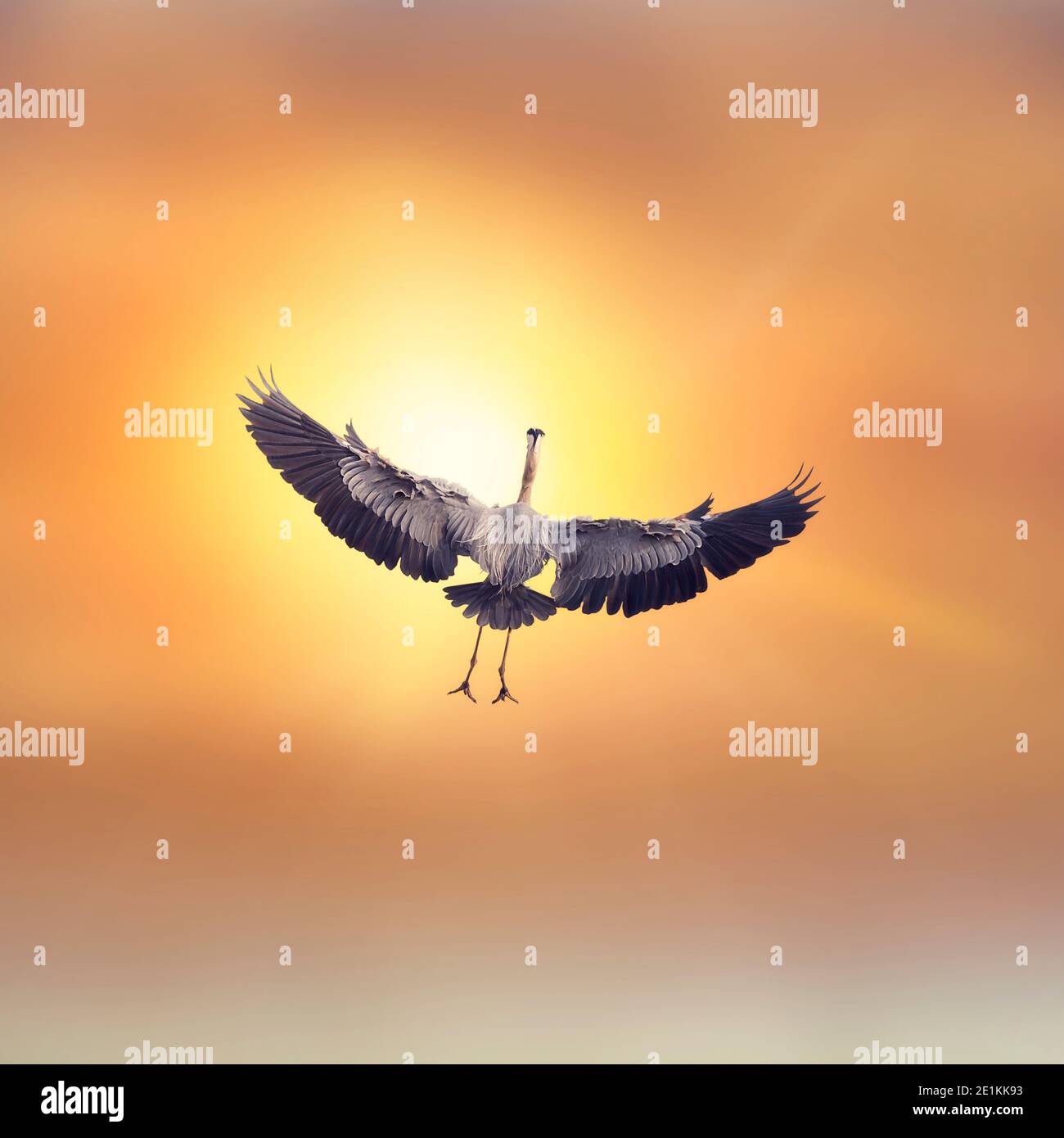 Grande Blue Heron in volo al tramonto Foto Stock