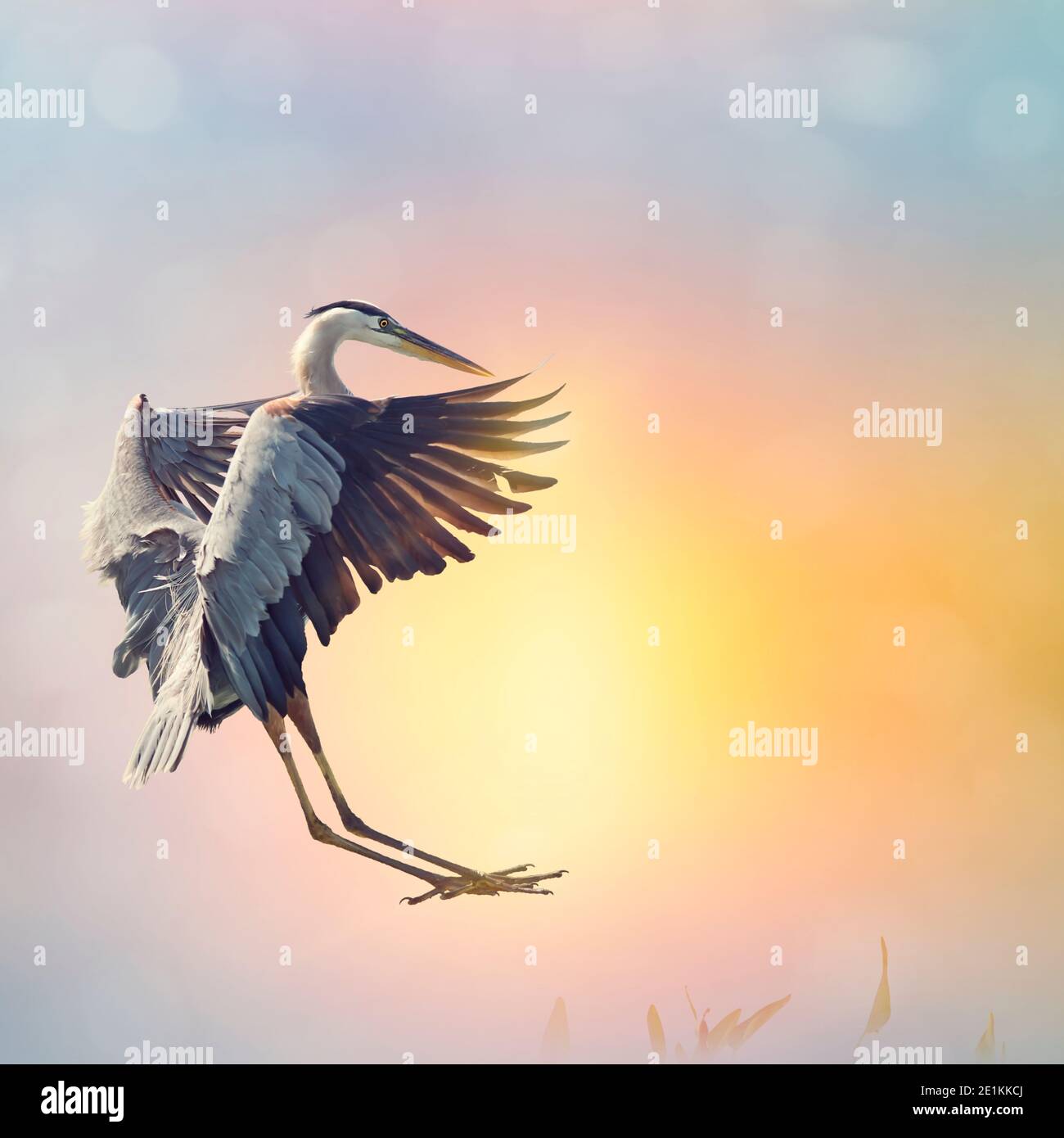 Grande Blue Heron atterra nelle zone umide della Florida al tramonto Foto Stock