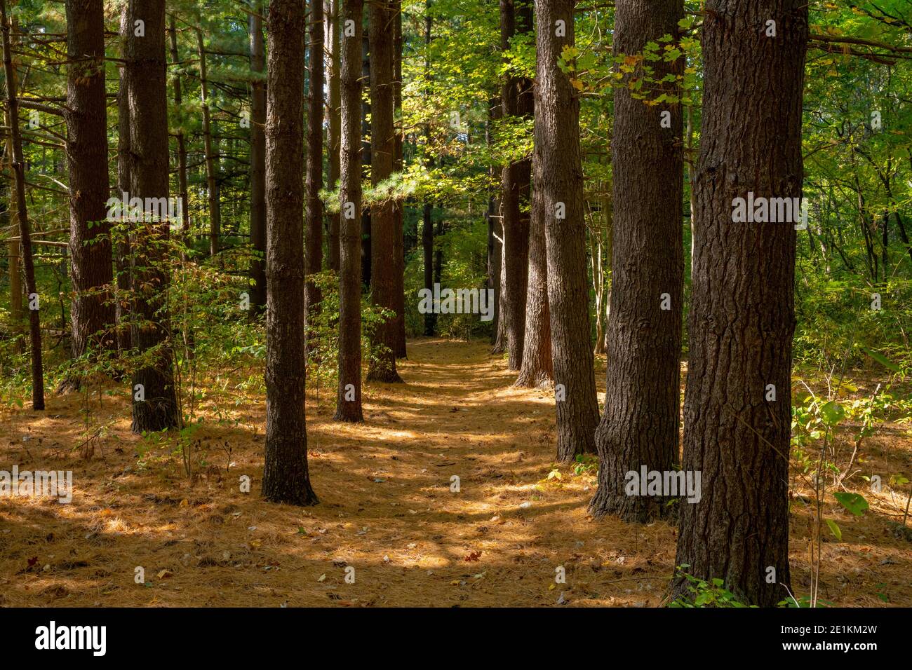 Pathway of Pines with Needle Carpet in Indiana Dunes National Parcheggio Foto Stock