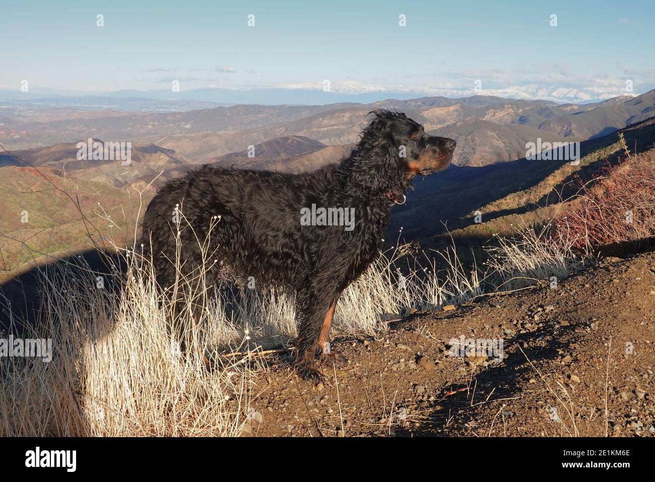 Gordon Setter cane nella foresta nazionale di Cleveland, California, Stati Uniti Foto Stock