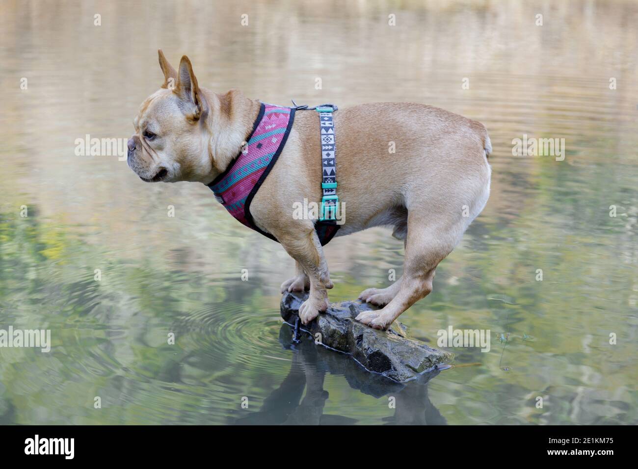 Questo bulldog francese non può nuotare, ma ama l'acqua, così ha trovato una piccola isola su cui stare. Foto Stock