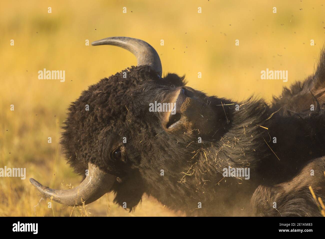 American Bison rotolando intorno nella sporcizia e vola Foto Stock