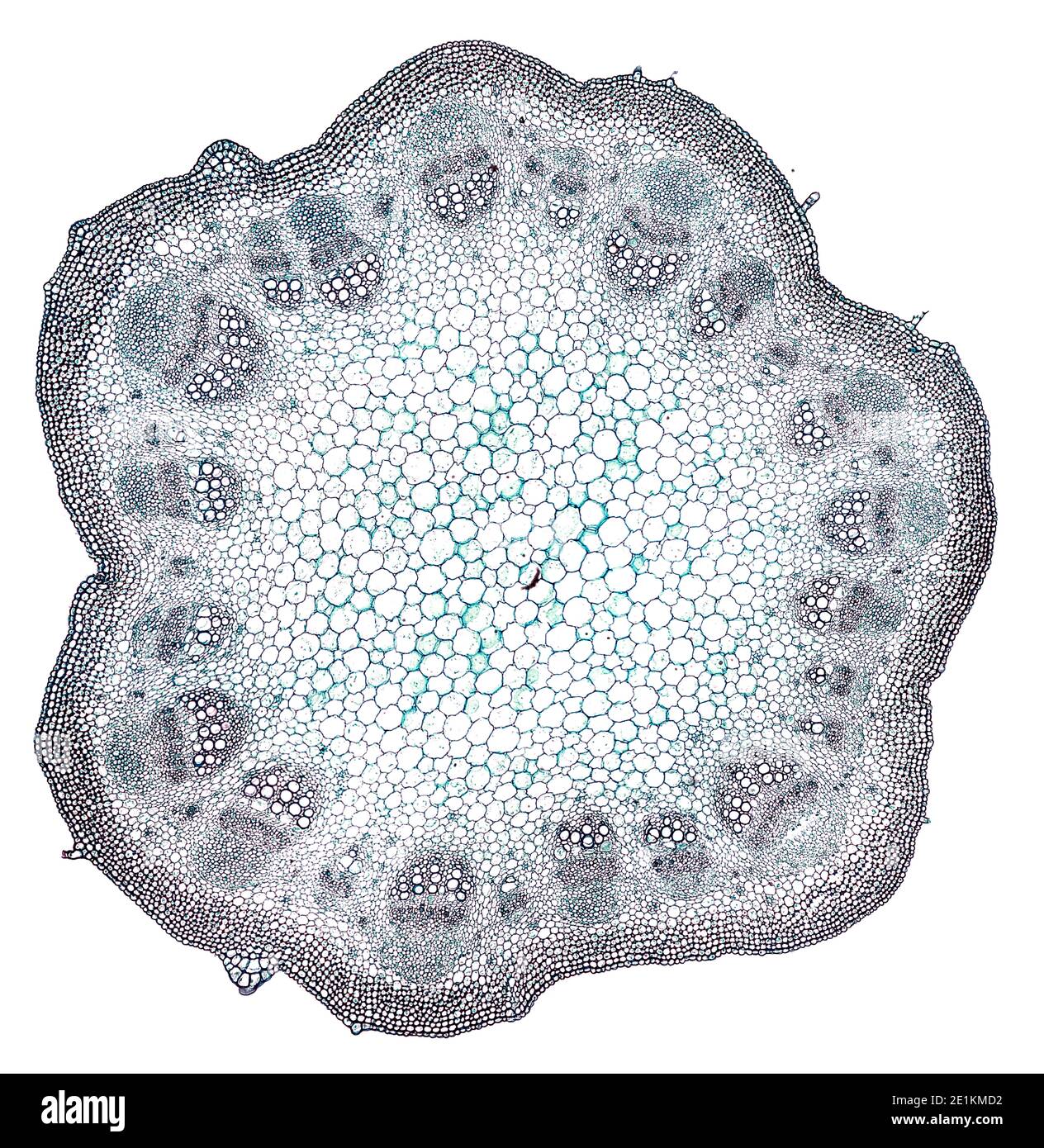 sezione trasversale tagliata sotto il microscopio – vista microscopica di cellule di pianta per l'educazione botanica Foto Stock