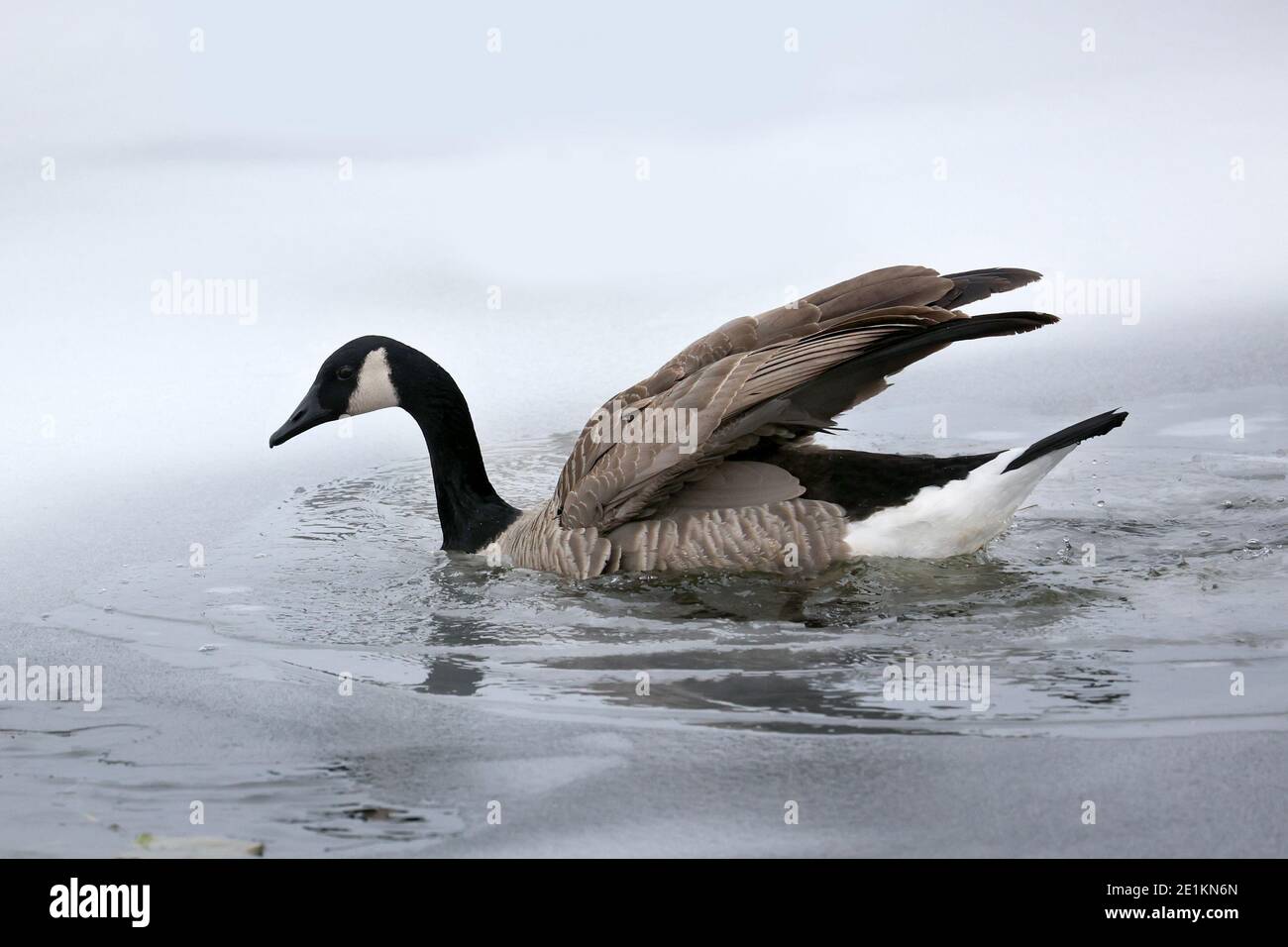 Banco invernale sul molo Foto Stock