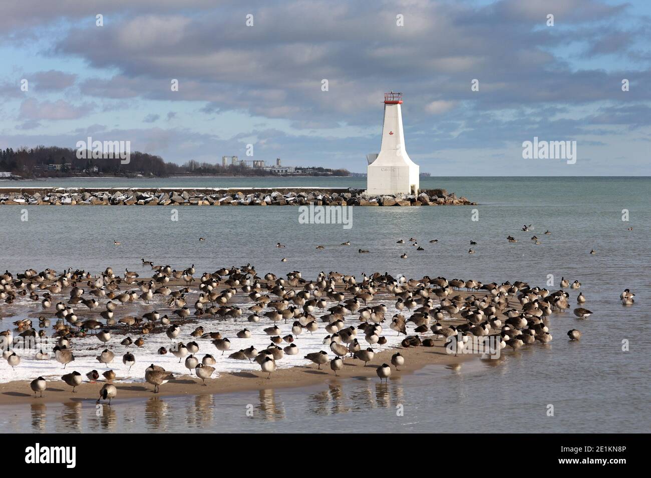 Canada oche nuotare e volare al lago in inverno Foto Stock