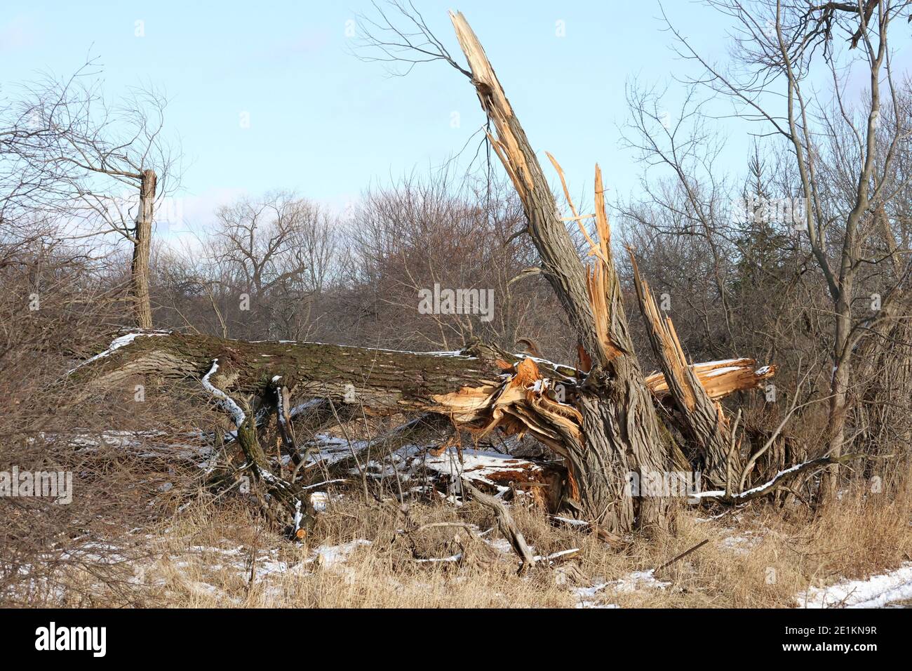 Alberi rotti vento tempesta danni Foto Stock