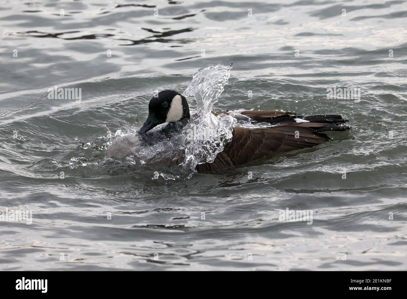 Canada oche nuotare e volare al lago in inverno Foto Stock