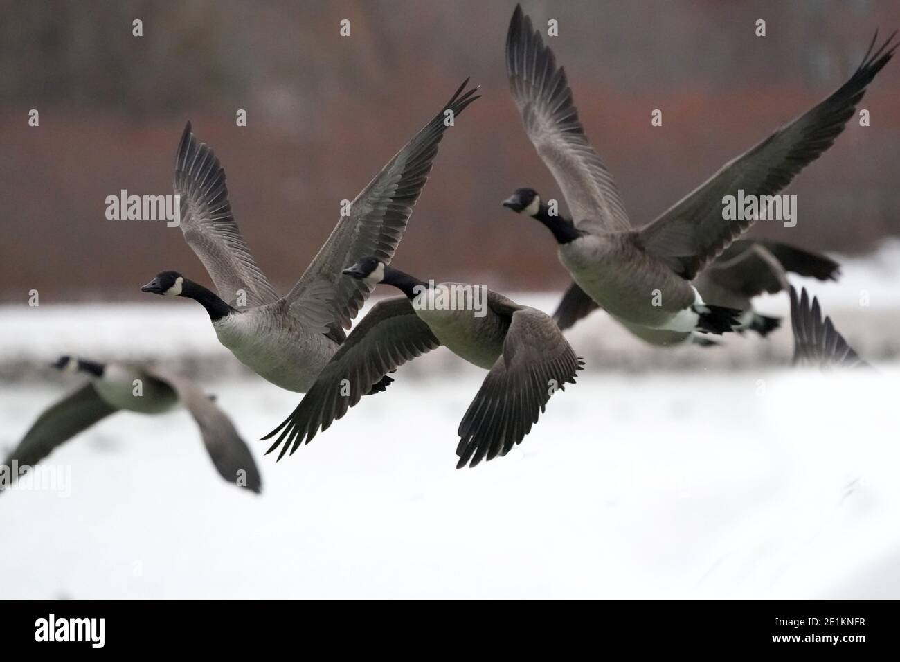 Canada oche nuotare e volare al lago in inverno Foto Stock