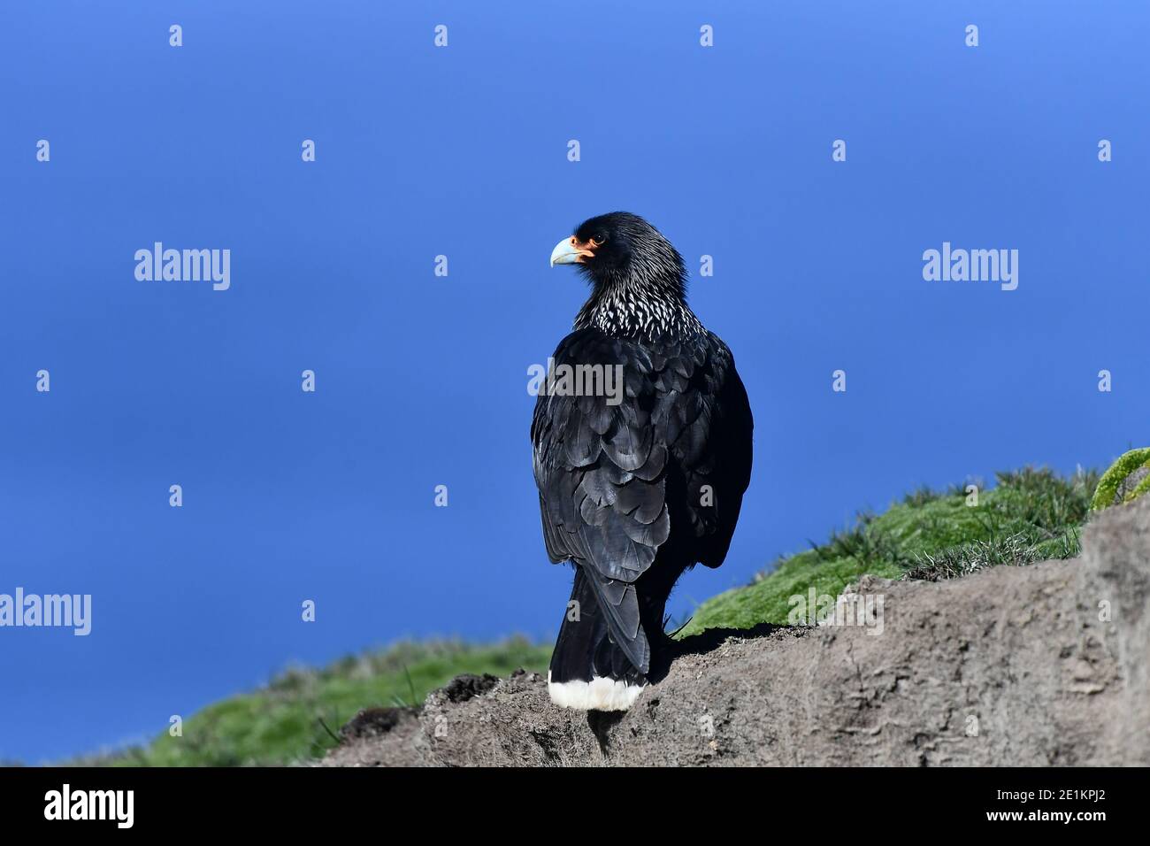 Caracara striata (Phalcoboenus australis) in cima ad una sporgenza rocciosa, contro i cieli blu zaffiro delle Isole Falkland nell'Oceano Atlantico meridionale. Foto Stock