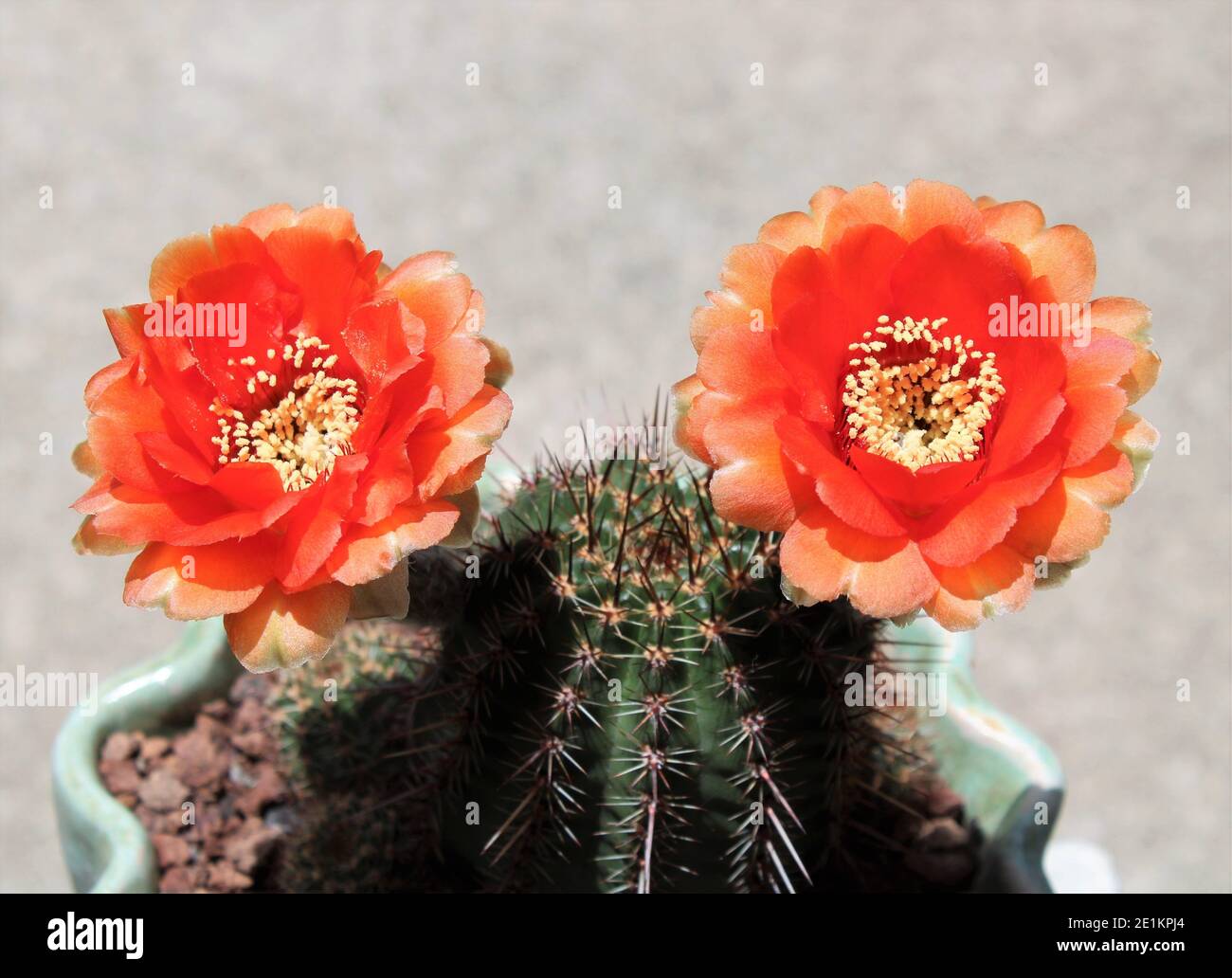 Echinopsis Aurea var. Dobeana, conosciuta anche come Lobivia Aurea var. Dobeana, Giglio Rosso di Pasqua Cactus, Cactaceae. Foto Stock