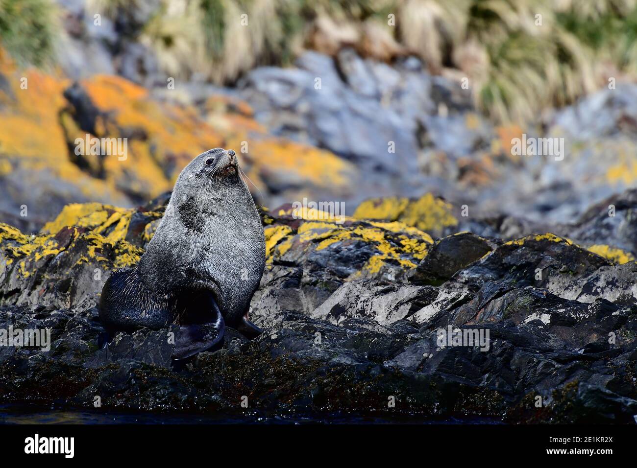 Foca da pelliccia antartica (Arctocephalus gazella) tra il litorale roccioso coperto di licheni della Georgia meridionale nell'Oceano Atlantico meridionale. Foto Stock