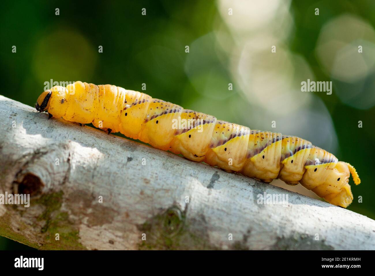 Acherontia atropos Caterpillar, il falco della testa della morte (africano), le falce della testa della morte sono grandi, che vanno da 3.5 a 5 pollici (80-120 mm) Foto Stock