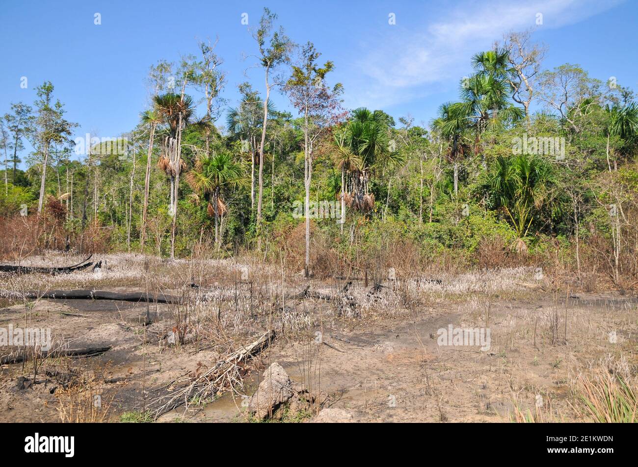 Gli effetti della deforestazione sulla foresta amazzonica in Brasile Foto Stock