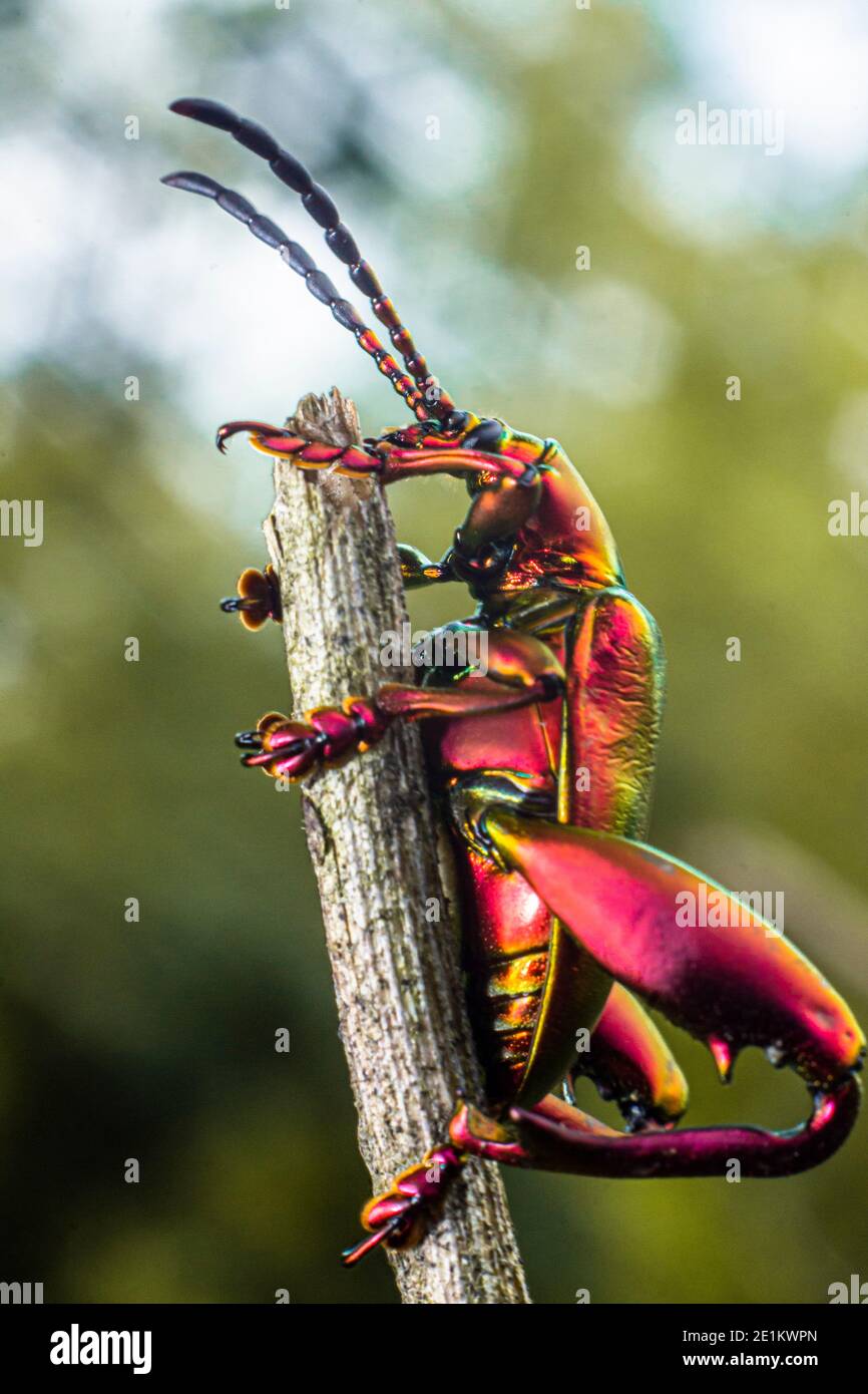 Il coleottero dell'arcobaleno o Chrysolina cerealis è una specie di insetto che ha un corpo colorato. Coleotteri metallici rossi arroccati sui rami dell'albero che aspettano loro Foto Stock