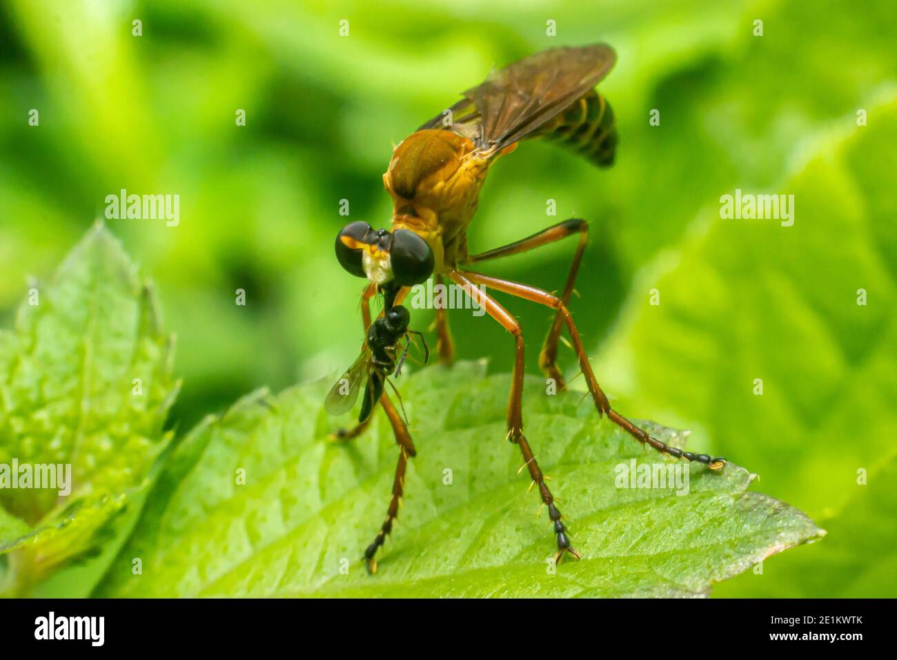 L'insetto della mosca del ladro o Asilidae è una famiglia aggressiva delle mosche. Macro foto degli insetti predatori nel selvaggio Foto Stock