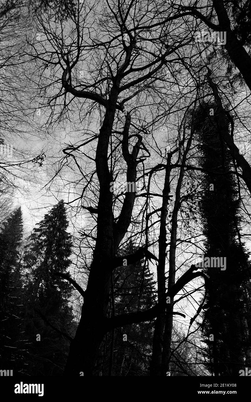 Alberi invernali in Romania, 2021 Foto Stock