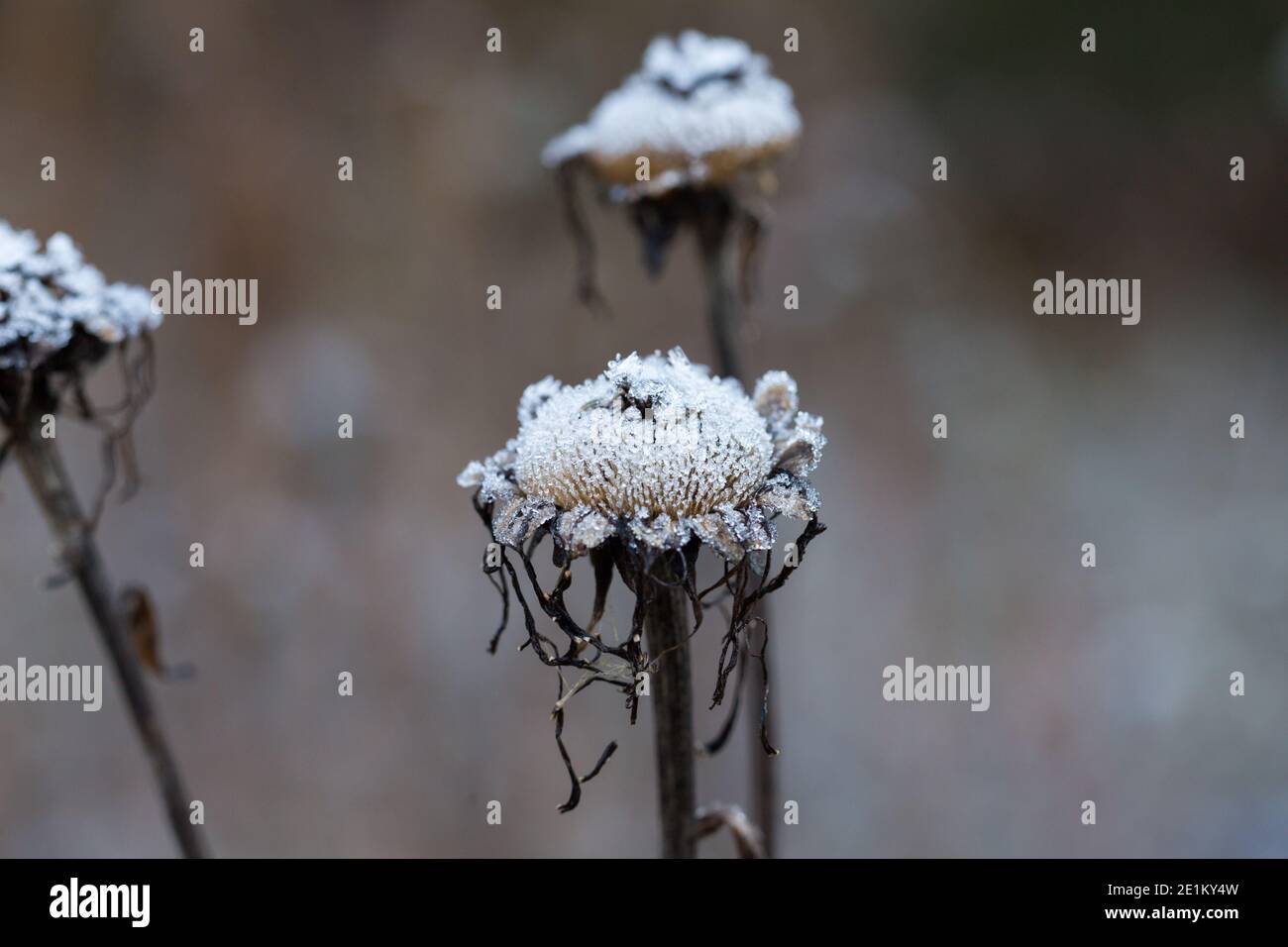 Primo piano di fiori secchi ricoperti di cristalli di ghiaccio. Simbolo per le basse temperature e la stagione invernale. Foto Stock